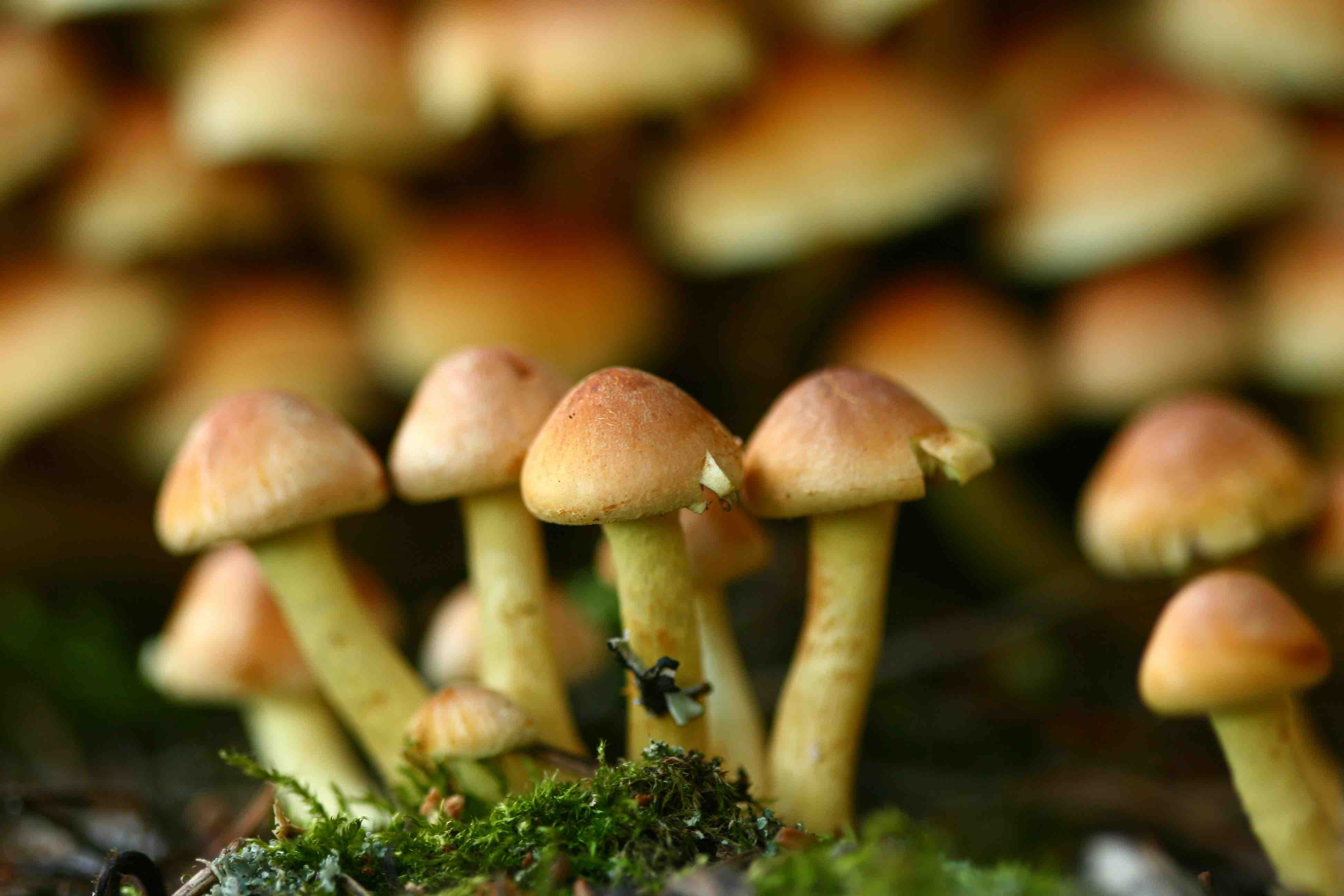 headers/fungal.jpg