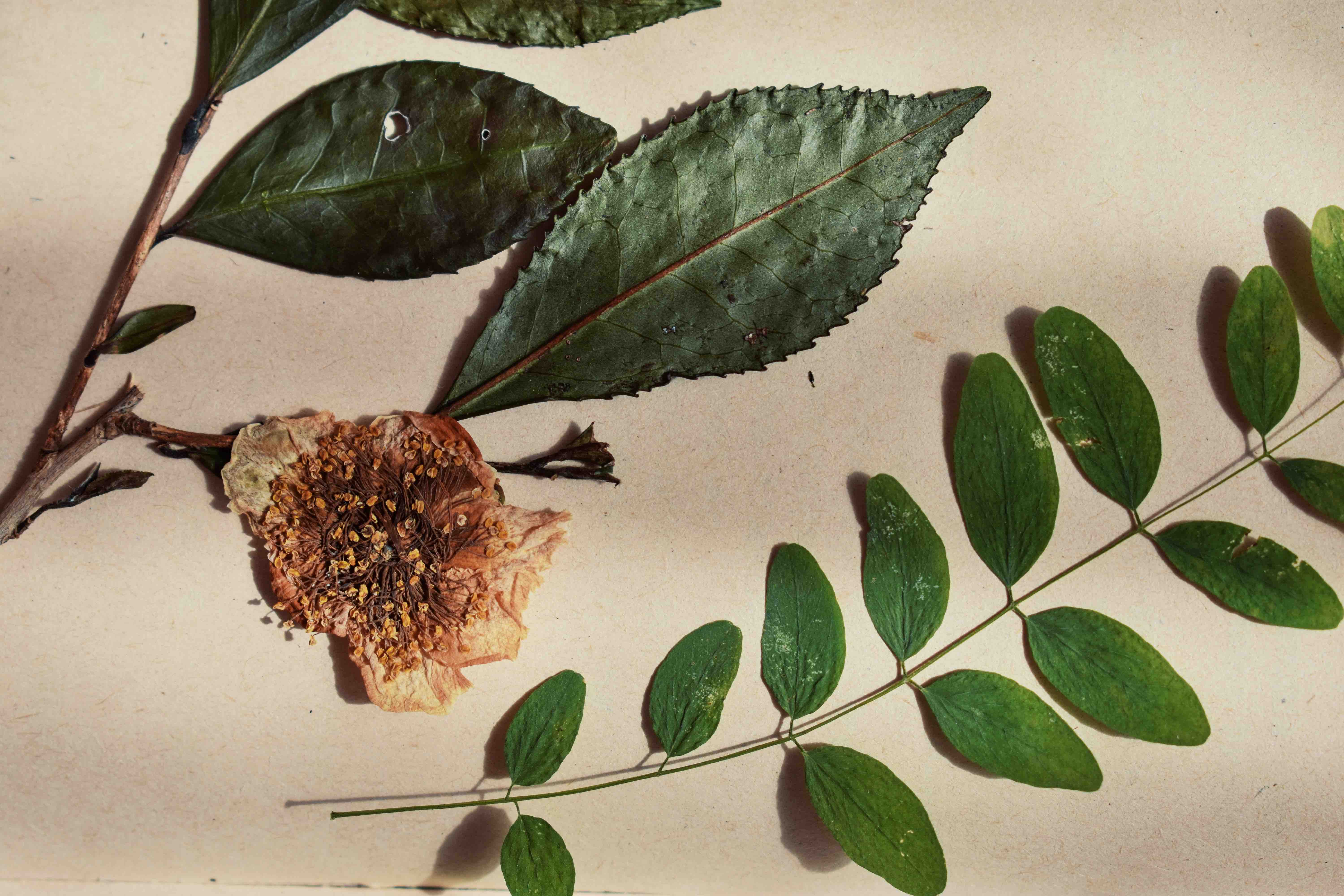 headers/herbal-medicine_ndRapv7.jpg