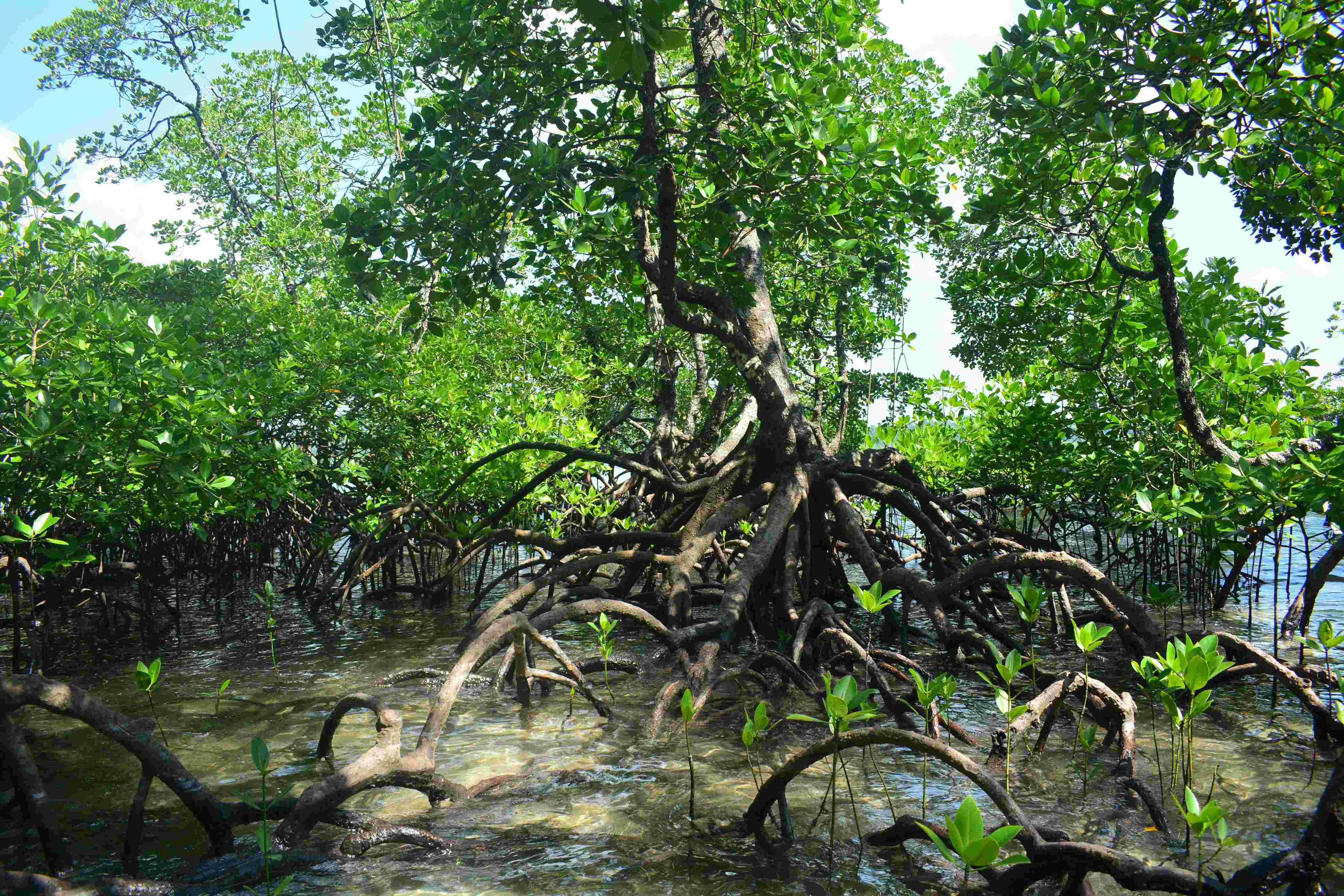 headers/mangrove22.jpg