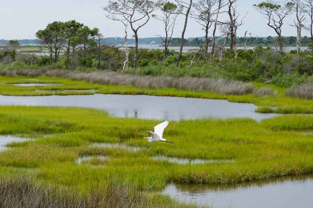 headers/ramsar.jpg